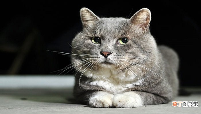 薛定谔的猫是哪类学科中的理想实验
