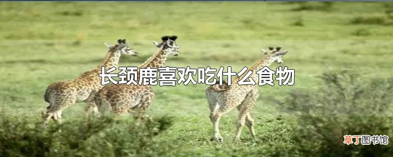 长颈鹿喜欢吃什么食物