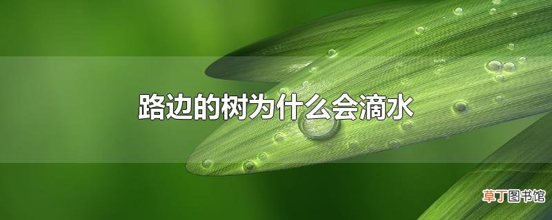 路边的树为什么会滴水