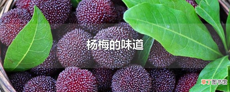 杨梅的味道
