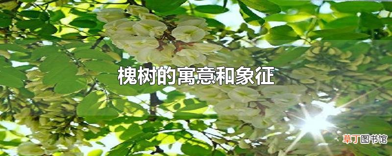 槐树的寓意和象征