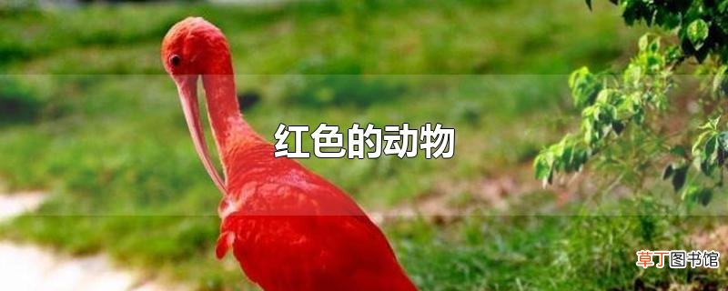 红色的动物