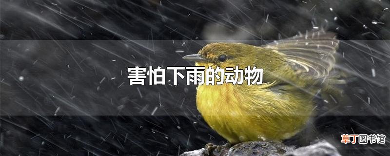 害怕下雨的动物