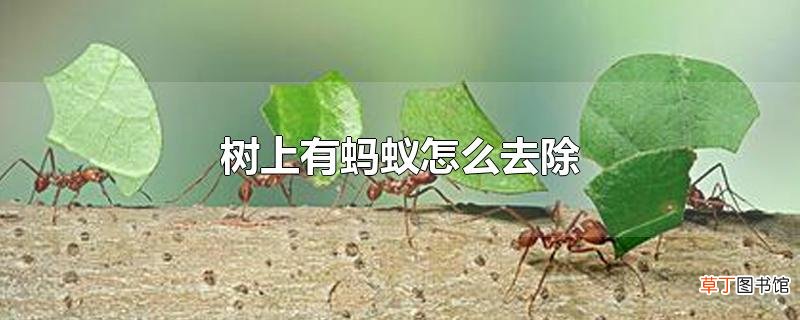 树上有蚂蚁怎么去除