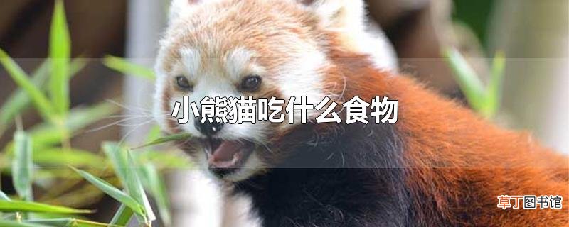 小熊猫吃什么食物