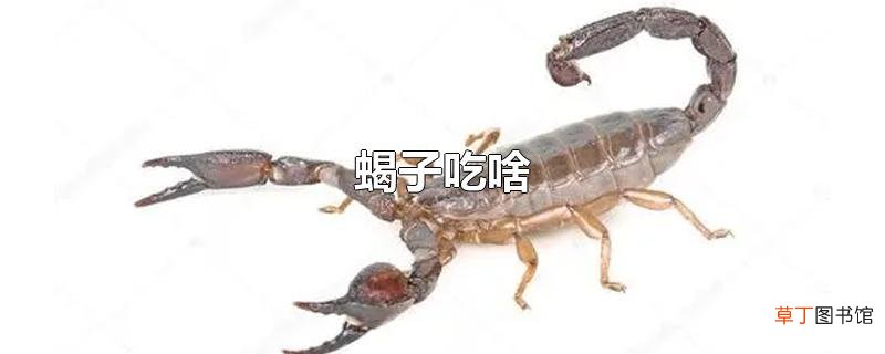 蝎子吃啥