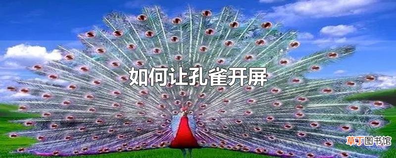 怎么让孔雀开屏