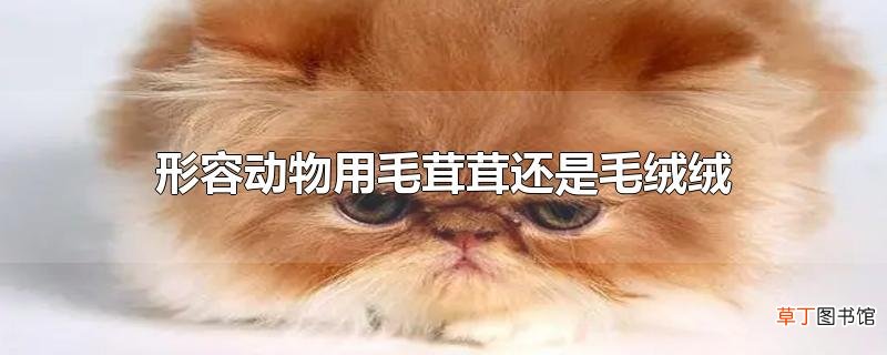 形容动物用毛茸茸还是毛绒绒