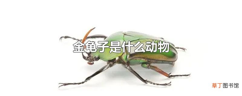 金龟子是什么动物
