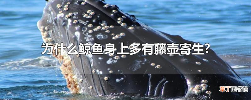 为什么鲸鱼身上多有藤壶寄生?