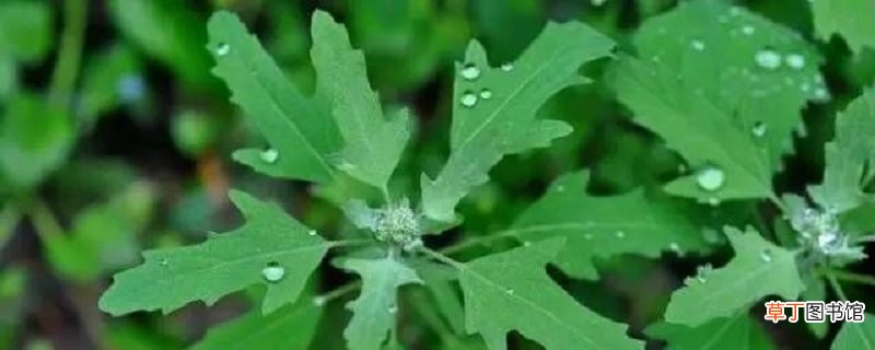 灰灰菜的养殖方法