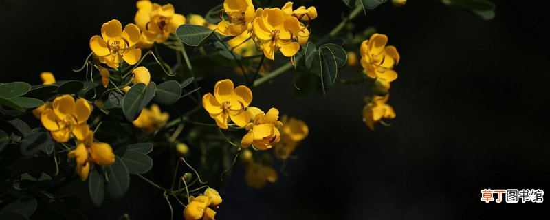 黄槐决明怎么养