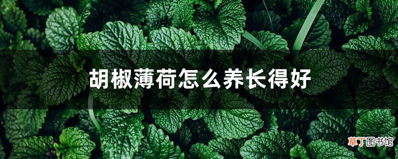 胡椒薄荷怎么养长得好