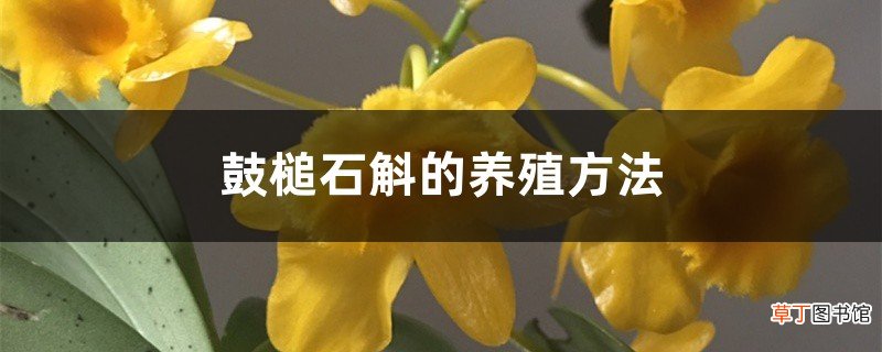 鼓槌石斛的养殖方法