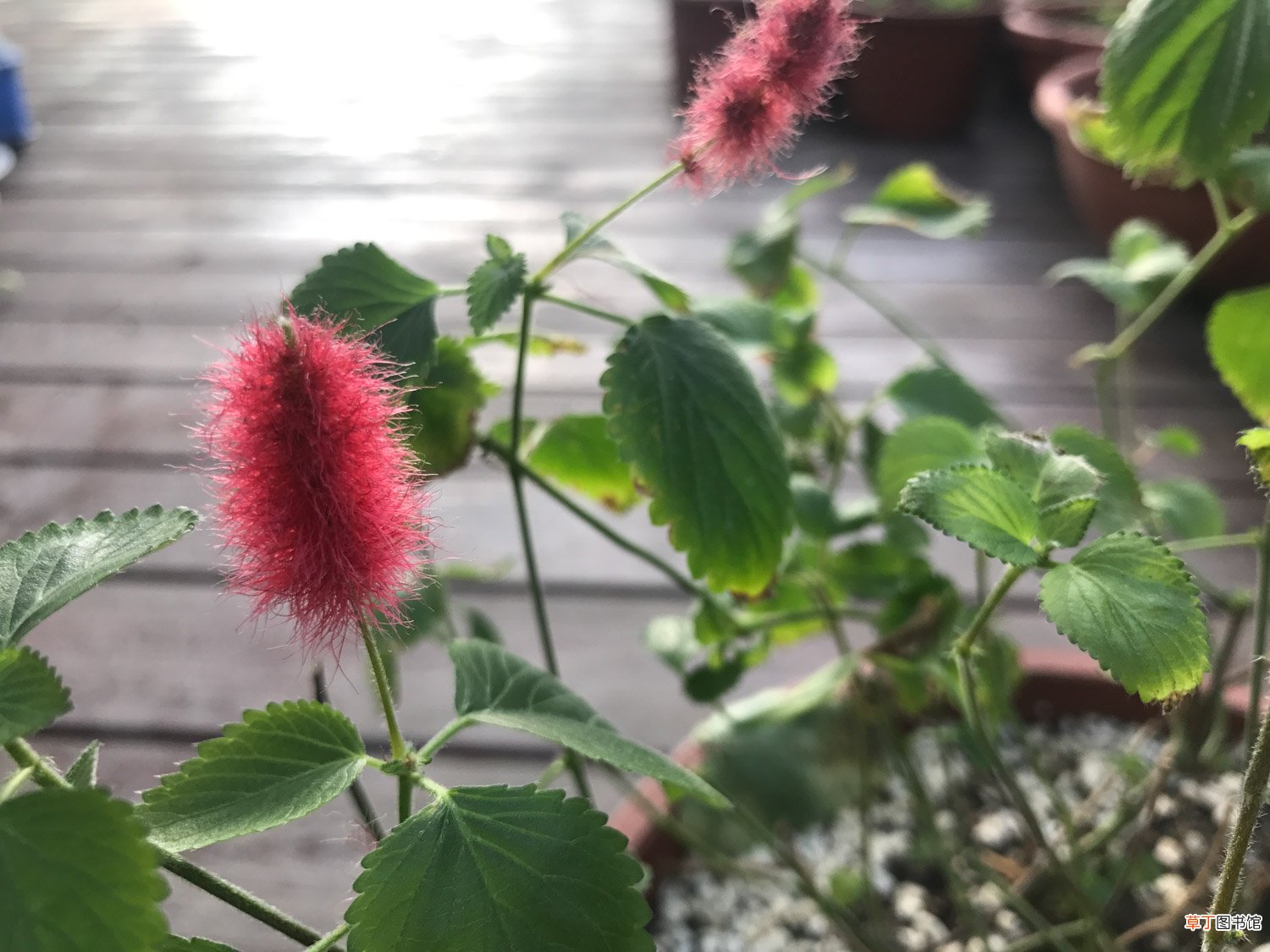 狗尾红如何养