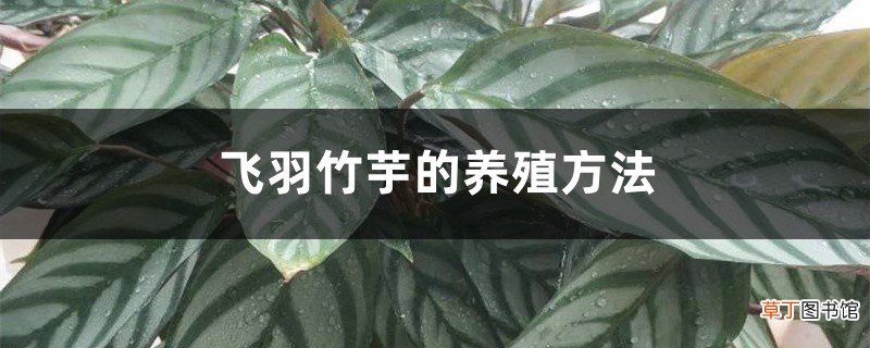 飞羽竹芋的养殖方法