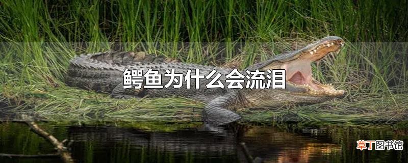 鳄鱼为什么会流泪