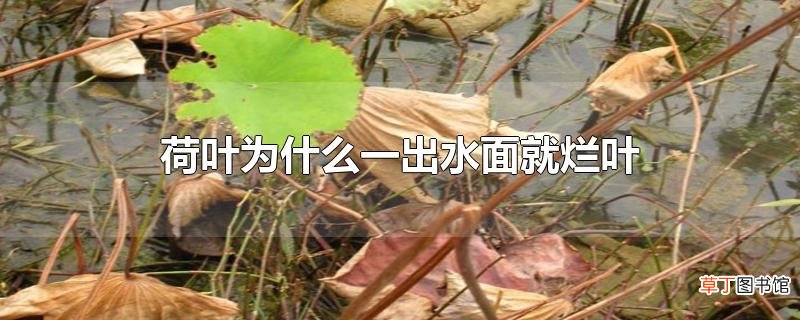 荷叶为什么一出水面就烂叶