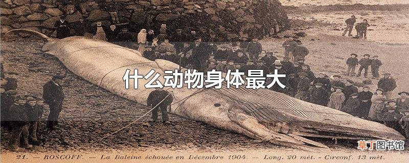 什么动物身体最大