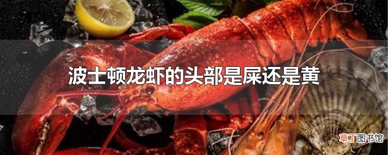 波士顿龙虾的头部是屎还是黄