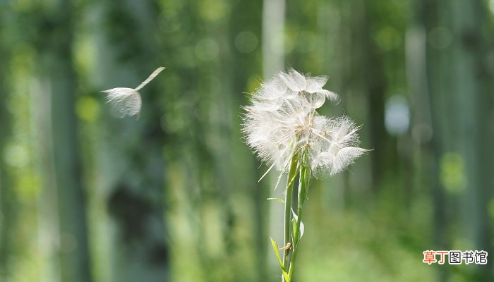 蒲公英传播种子的方法是什么二年级