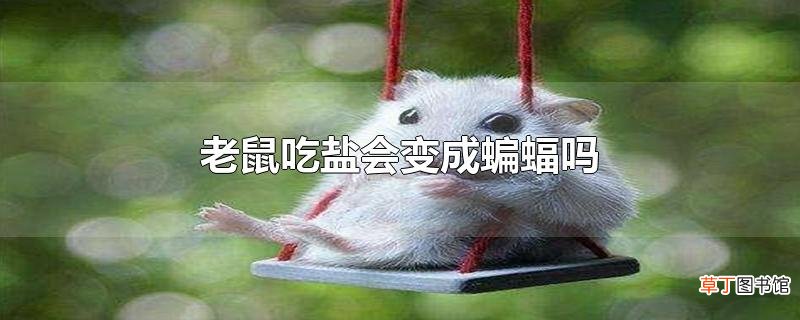 老鼠吃盐会变成蝙蝠吗