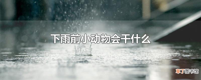 下雨前小动物会干什么
