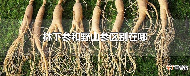 林下参和野山参区别在哪
