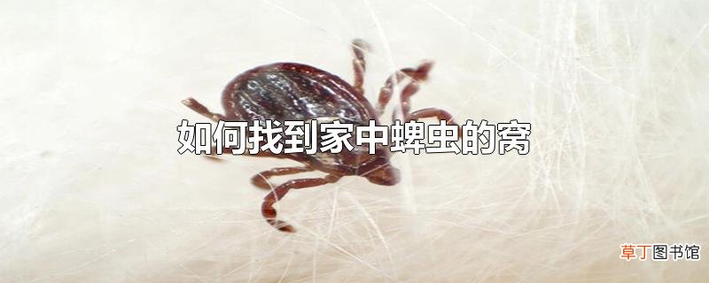 怎么找到家中蜱虫的窝