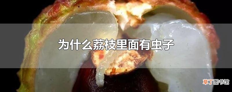 为什么荔枝里面有虫子