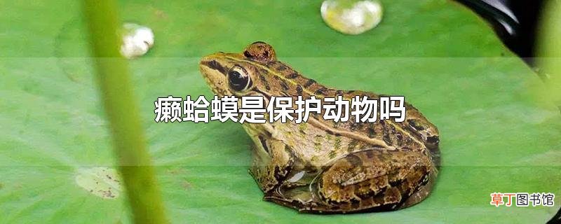 癞蛤蟆是保护动物吗