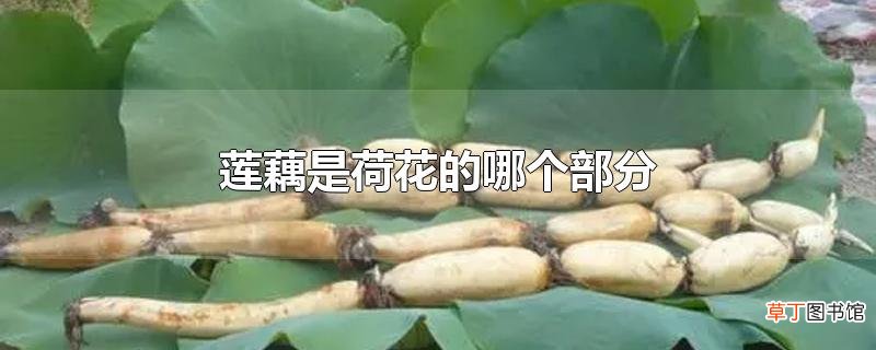 莲藕是荷花的哪个部分