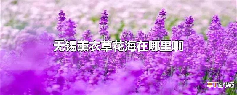 无锡薰衣草花海在哪里啊