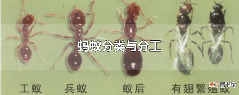 蚂蚁分类与分工