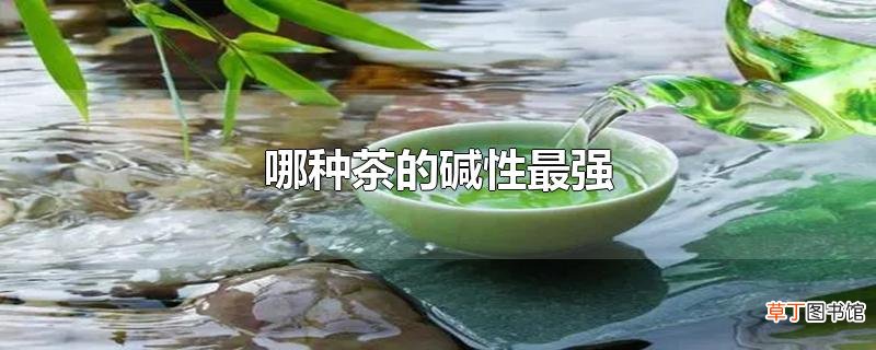 哪种茶的碱性最强