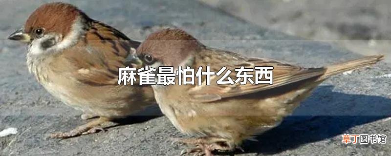 麻雀最怕什么东西
