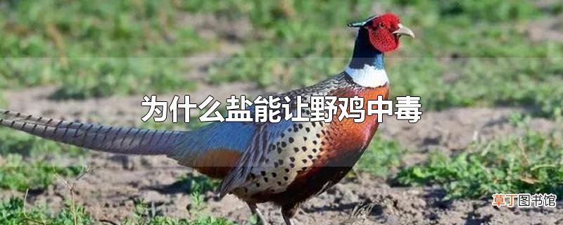 为什么盐能让野鸡中毒