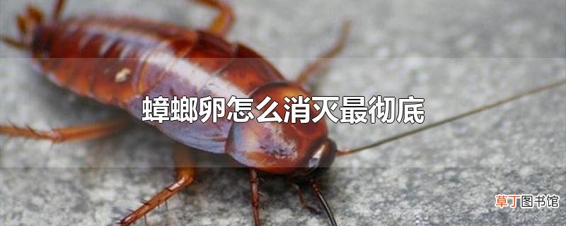 蟑螂卵怎么消灭最彻底