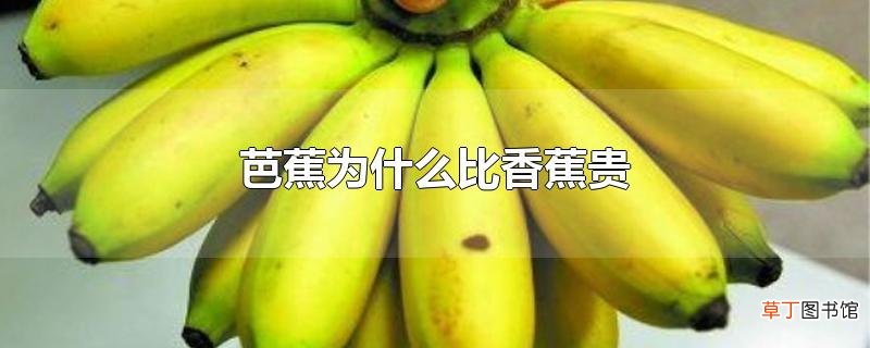 芭蕉为什么比香蕉贵