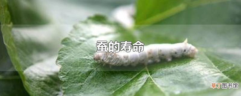 蚕的寿命