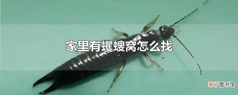 家里有蠼螋窝怎么找