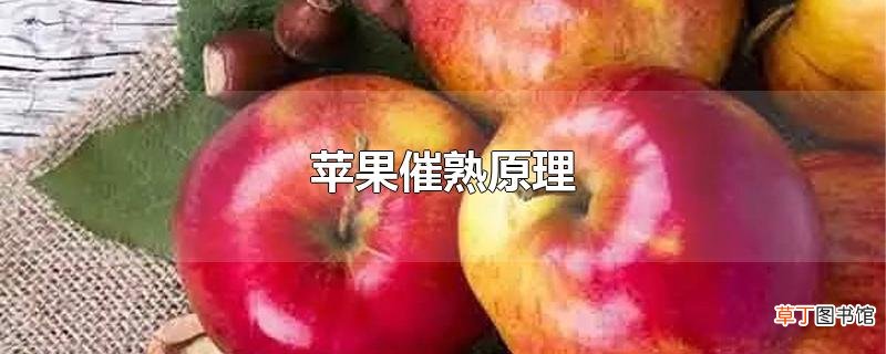 苹果催熟原理