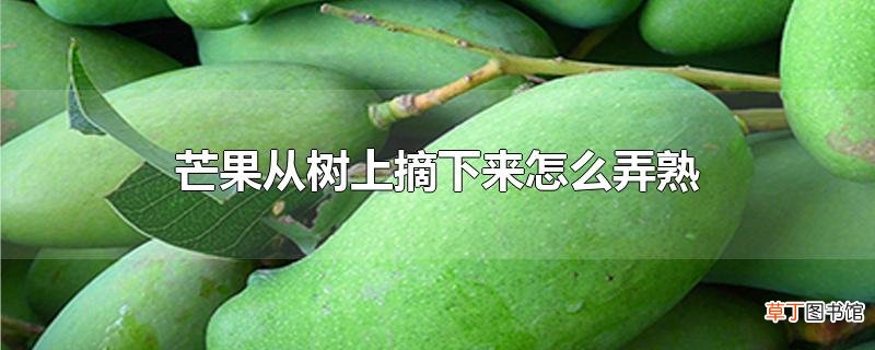 芒果从树上摘下来怎么弄熟