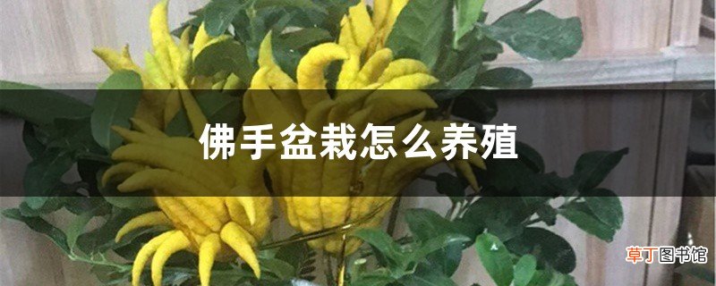 佛手盆栽怎么养殖