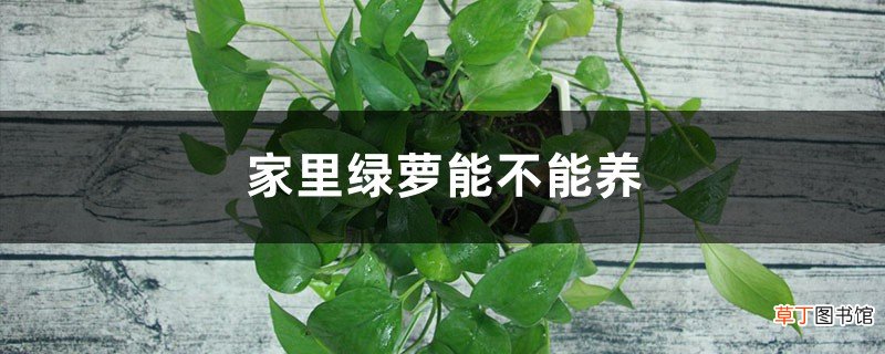 家里绿萝能不能养