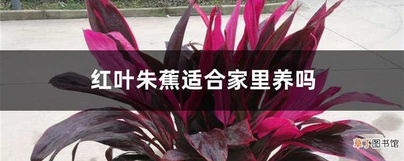 红叶朱蕉适合家里养吗