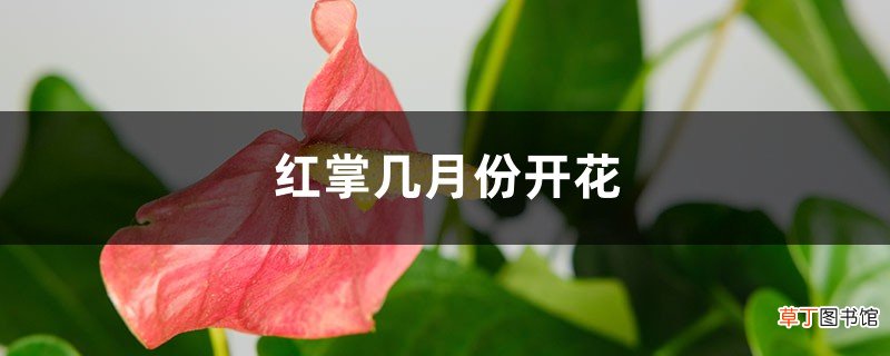 红掌几月份开花