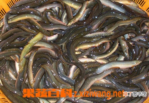 泥鳅的营养价值和功效