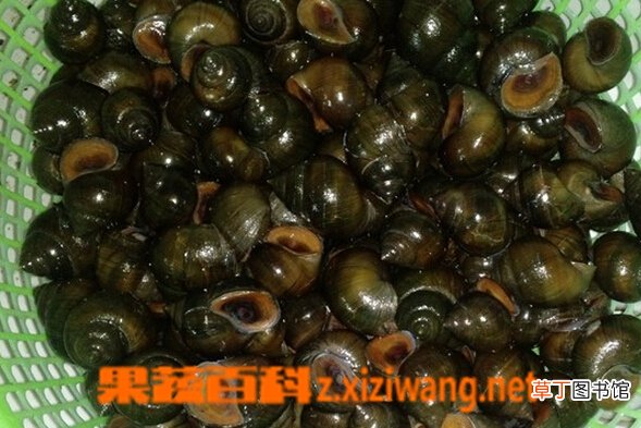 怎么清洗田螺 清洗田螺步骤教程