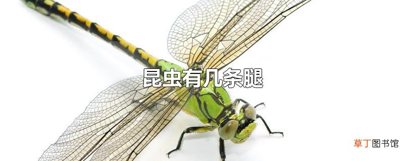 昆虫有几条腿